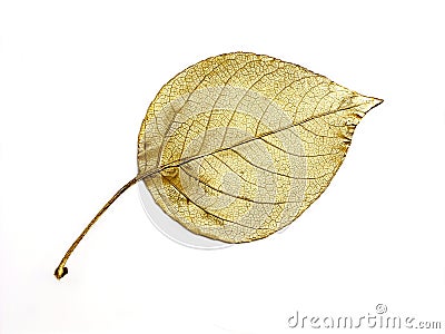 Golden leaf Stock Photo