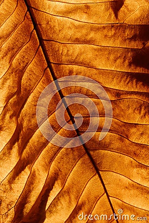 Golden leaf background Stock Photo