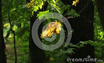 A golden leaf hanging on the tree branch in autumn forest under sunlight Stock Photo