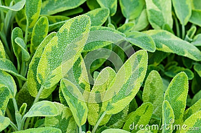 Golden leaf sage herb spice tea plant icterina officinalis salvia lamiaceae closeup Stock Photo