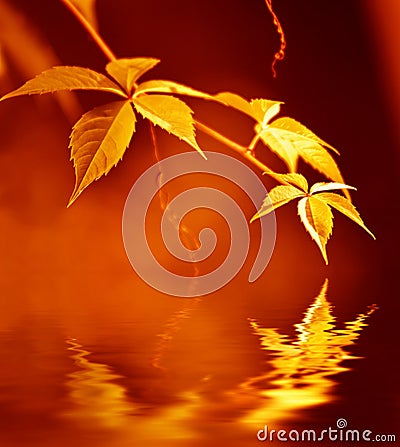 Golden leaves Stock Photo