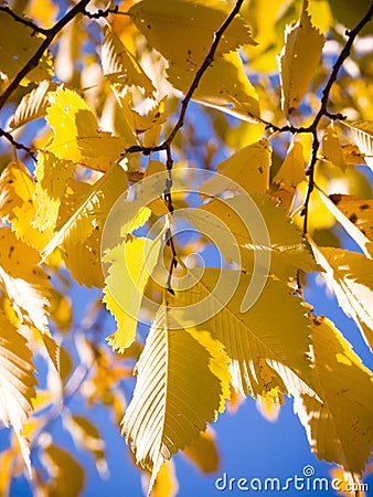 Golden Leaves Stock Photo