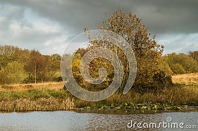 Golden leaves on a tree by the bank of a pond, with lily pads Stock Photo