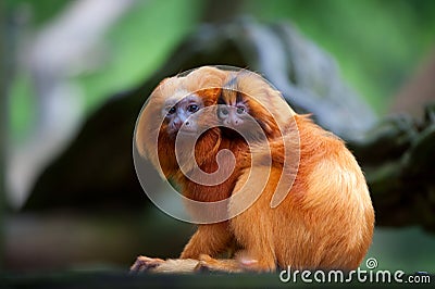 Golden lion tamarin with baby Stock Photo