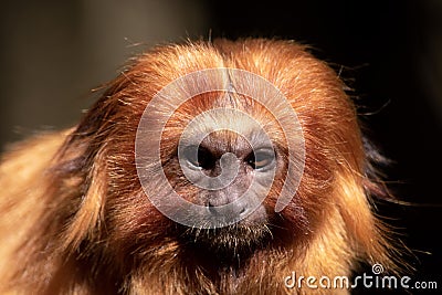 the golden lion tamarin has red hair Stock Photo