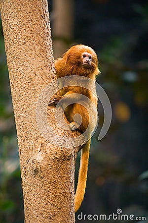 Golden Lion Tamarin Monkey Stock Photo