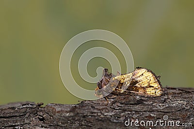 Golden Looper moth side view. Stock Photo
