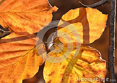 Golden Luminescent Alder Leaves Bathed in Winter Sun Stock Photo