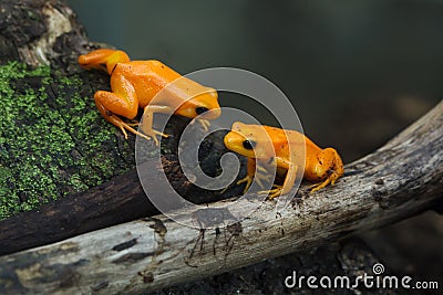 Golden mantella Mantella aurantiaca Stock Photo