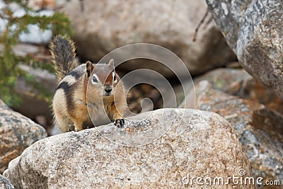 Golden-mantled ground squirrel Stock Photo