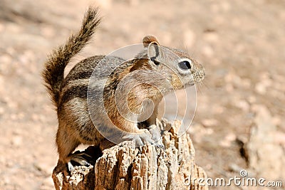 Golden-mantled ground squirrel Stock Photo