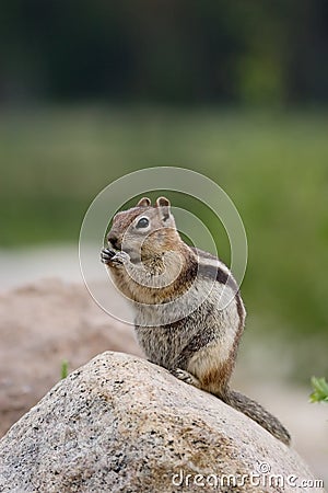 Golden-Mantled Ground Squirrel Stock Photo