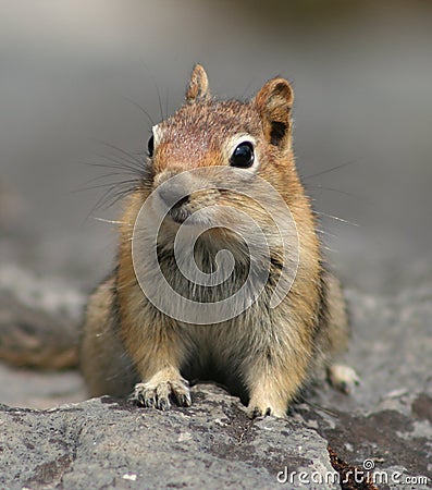 Golden-mantled Ground Squirrel Stock Photo