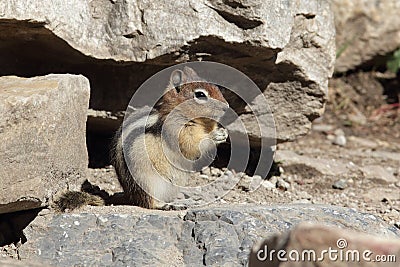 Golden-mantled Ground Squirrel - Banff National Park, Canada Stock Photo