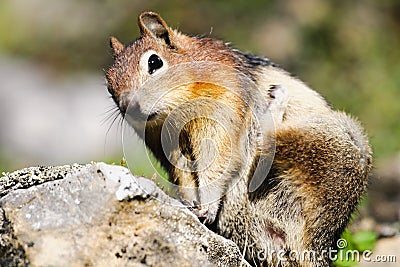 Golden-mantled Ground Squirrel ( Callospermophilus lateralis) Stock Photo