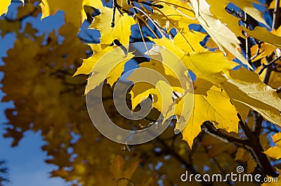 Golden Maple Leaves Exhibiting the Elegance of Autumn Stock Photo