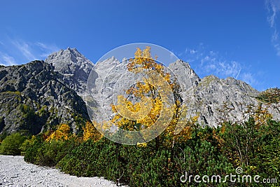 golden maple tree at Wimbachgries valley, Berchtesgaden national park, Germany Stock Photo