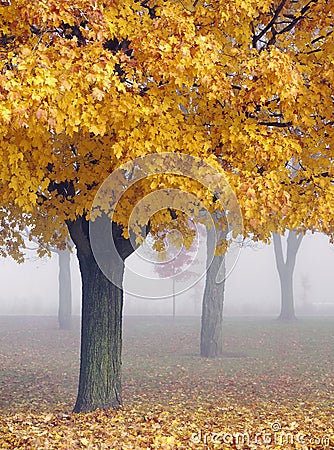 Golden Maple Trees in the Mist Stock Photo