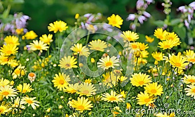 Golden Marguerite, Anthemis tinctoria Stock Photo