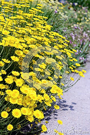 Golden marguerite Anthemis tinctoria. Stock Photo