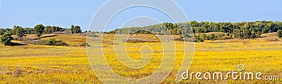 The Golden Meadow of Nachusa Grasslands Stock Photo
