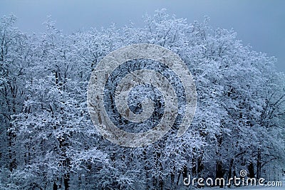 Golden meadows of Russia. Stock Photo