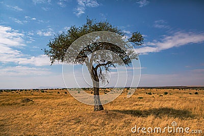 Golden meadows in the savanna fields in Kenya, Africa. Stock Photo