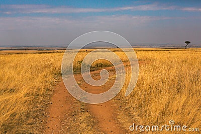 Golden meadows in the savanna fields in Kenya, Africa. Stock Photo