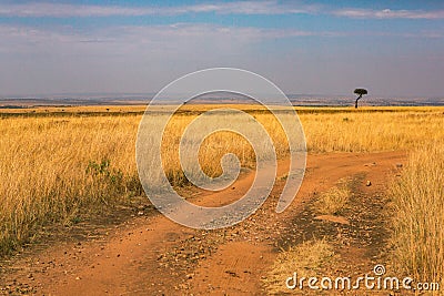 Golden meadows in the savanna fields in Kenya, Africa. Stock Photo