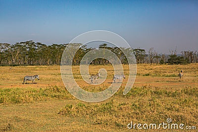 Golden meadows in the savanna fields in Kenya, Africa. Stock Photo