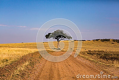 Golden meadows in the savanna fields in Kenya, Africa. Stock Photo