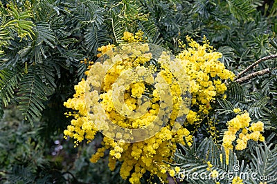 Golden Mimosa Tree Acacia Baileyana blooming Stock Photo