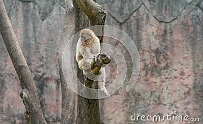 Golden Monkey-Macaque-Macaca mulatta Stock Photo