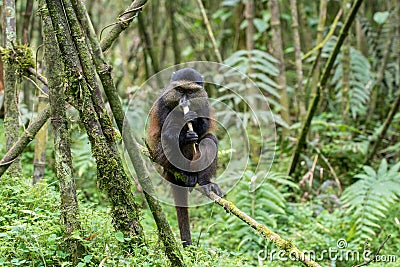 Golden monkey in Volcanoes National Park Stock Photo