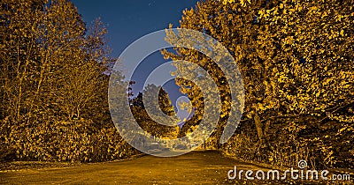 Golden Mont-Royal park from Montreal, Canada in the fall night. The golden autumn scene with trees and shrubs. Stock Photo