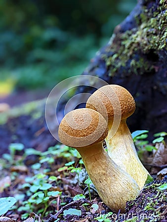 Golden Mushrooms in forest with macro view, copy space and blurred background. Gymnopilus junonius Stock Photo