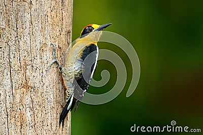 Golden-naped woodpecker, Melanerpes chrysauchen, sitting on tree trink with nesting hole, black and red bird in nature habitat, Stock Photo