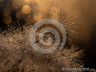 Golden natural background, texture. Dandelion with drops of water at sunset-macro. Photo picture Stock Photo