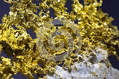 Golden nuggets in museum. Gold in nuggets Editorial Stock Photo