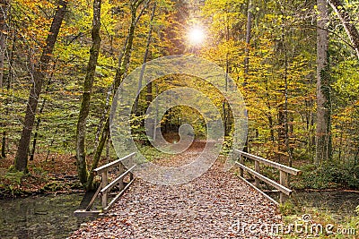 Golden october with beautiful colored beech trees in Bavaria Stock Photo