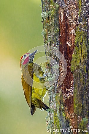 Golden Olive Woodpecker Stock Photo