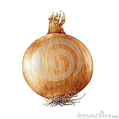 Golden onion bulb watercolor illustration. Realistic vegetable root hand drawn image. Organic fresh onion close up object. Cartoon Illustration