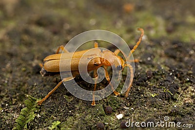 Golden Orange beetle Stock Photo