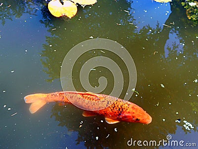 Golden orange carp swim in a pool with bright blue sky and tree reflected Stock Photo