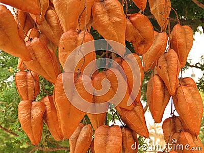 Golden Orange Rain tree, Koelreuteria paniculata, ripe seed pods close-up. Autumn. Nature. Trees. Stock Photo