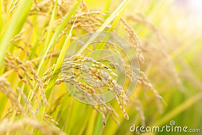 Golden paddy field Stock Photo