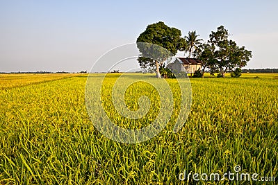 Golden Paddy field Stock Photo