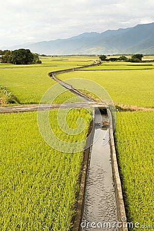 Golden paddy rice farm Stock Photo