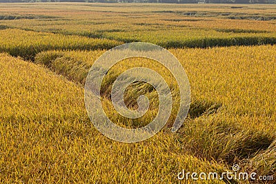 Golden Paddy Rice Field Stock Photo