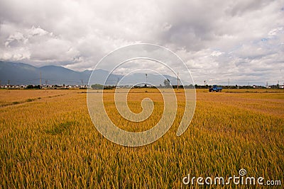 Golden paddy rice field Stock Photo